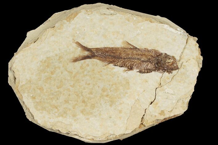 Fossil Fish (Knightia) With Floating Frame Case #181671
